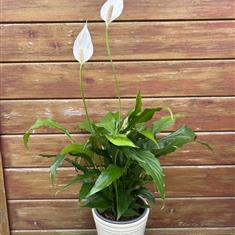 Potted Peace Lily